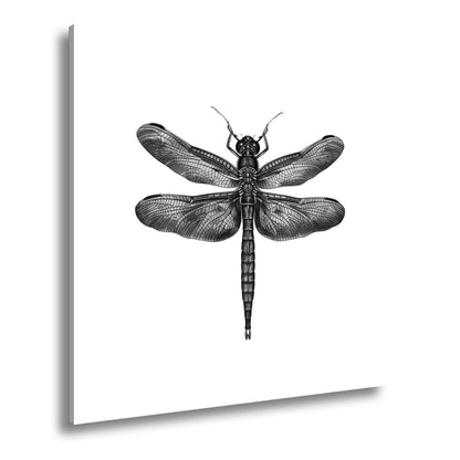 Leinwandbild Detailreiche Libelle mit schimmernden Flügeln - deyoli