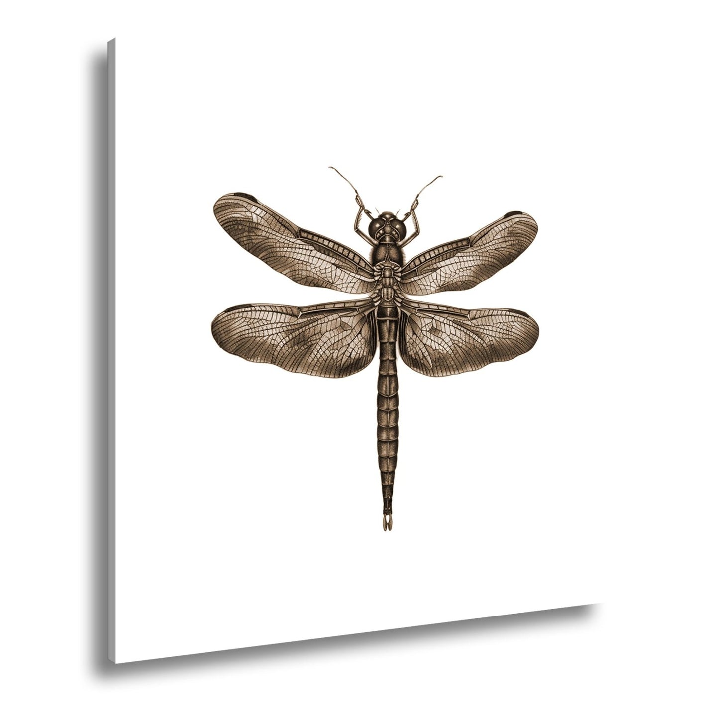 Leinwandbild Detailreiche Libelle mit schimmernden Flügeln - deyoli