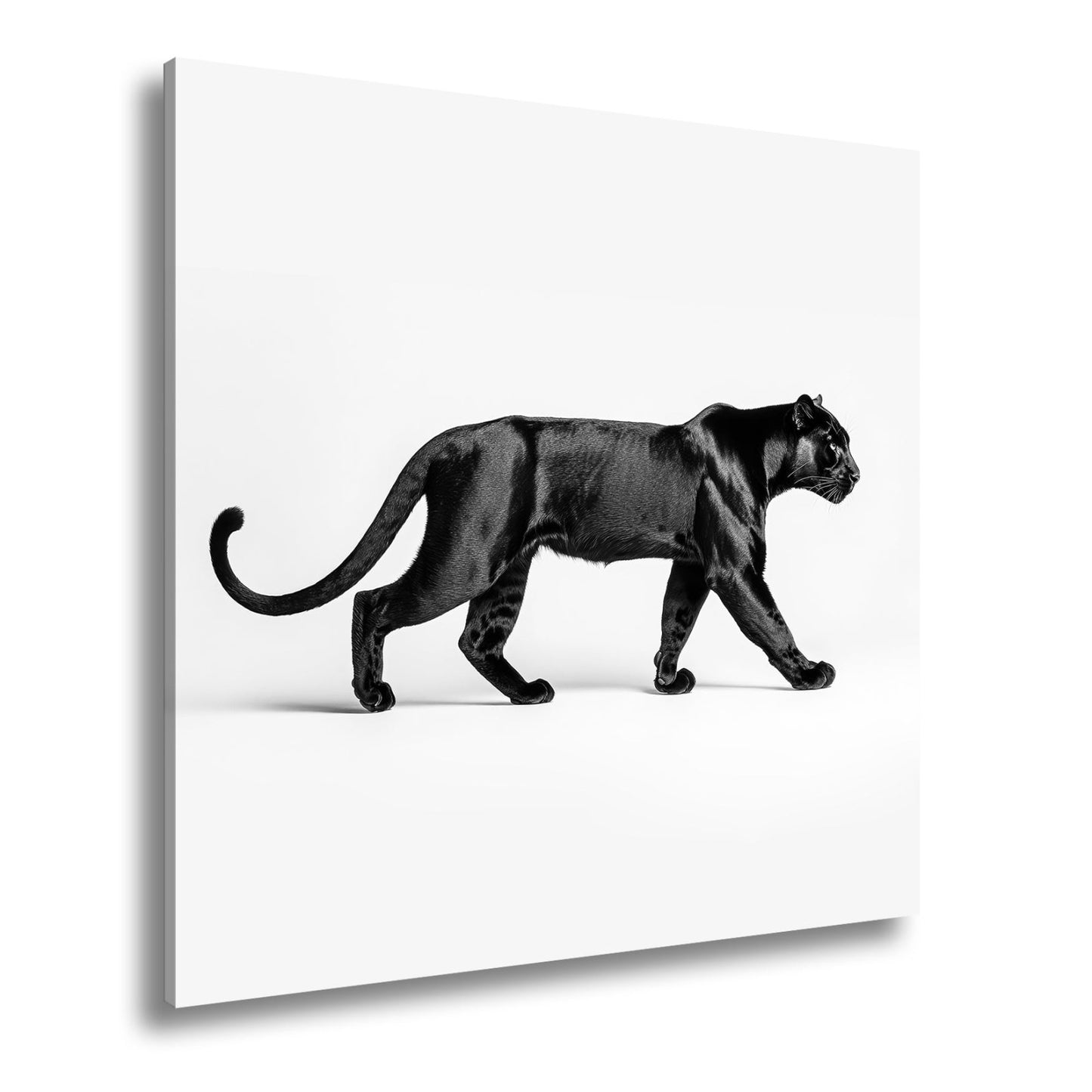 Leinwandbild Die schwarze Eleganz einer lautlosen Jägerin - deyoli