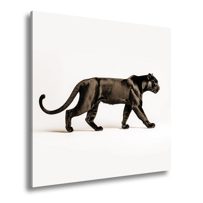 Leinwandbild Die schwarze Eleganz einer lautlosen Jägerin - deyoli