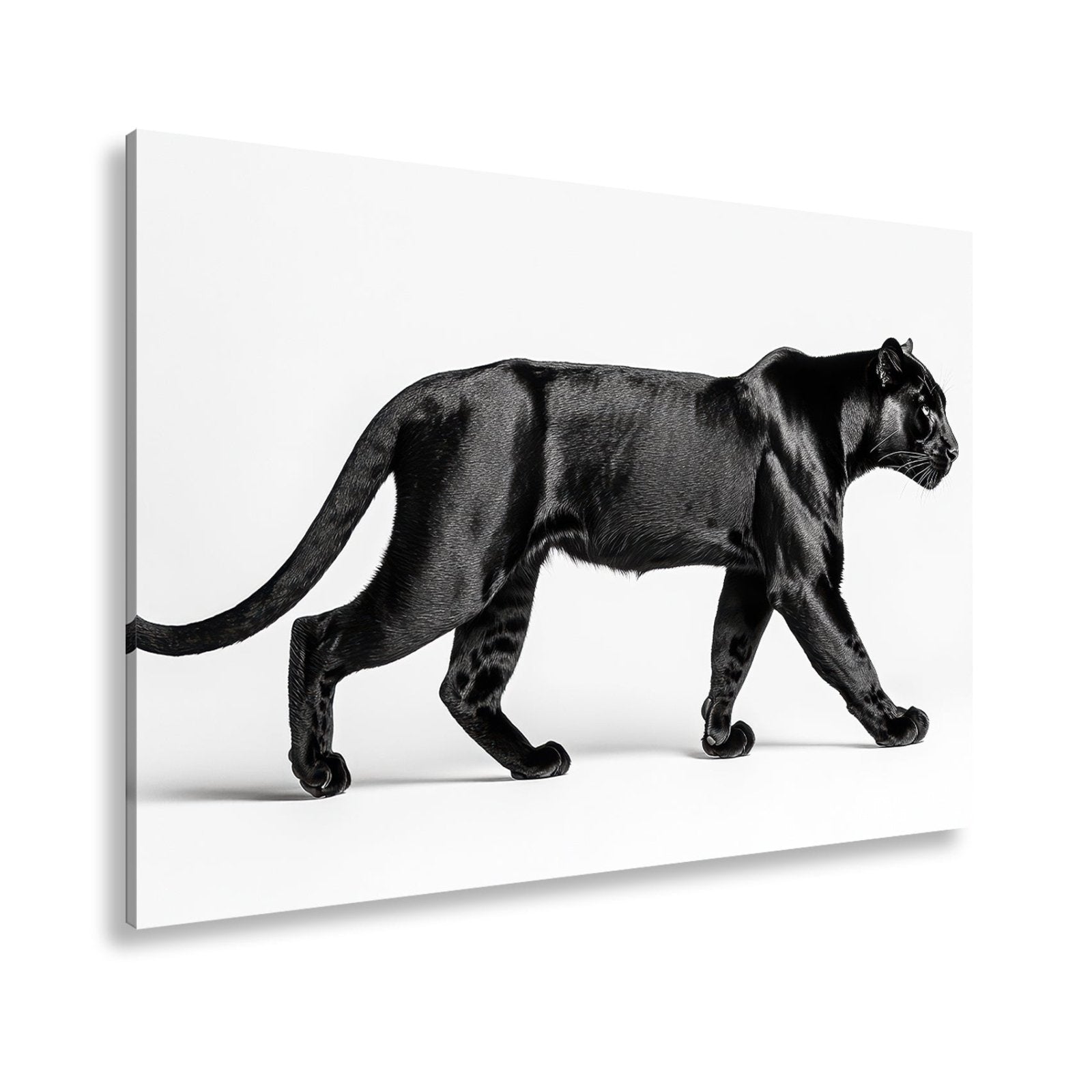 Leinwandbild Die schwarze Eleganz einer lautlosen Jägerin - deyoli