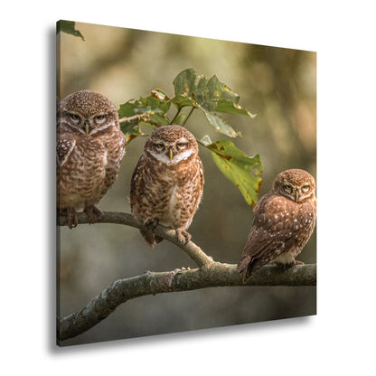 Leinwandbild Drei kleine Wächter – Eulenblick im Morgennebel. - deyoli