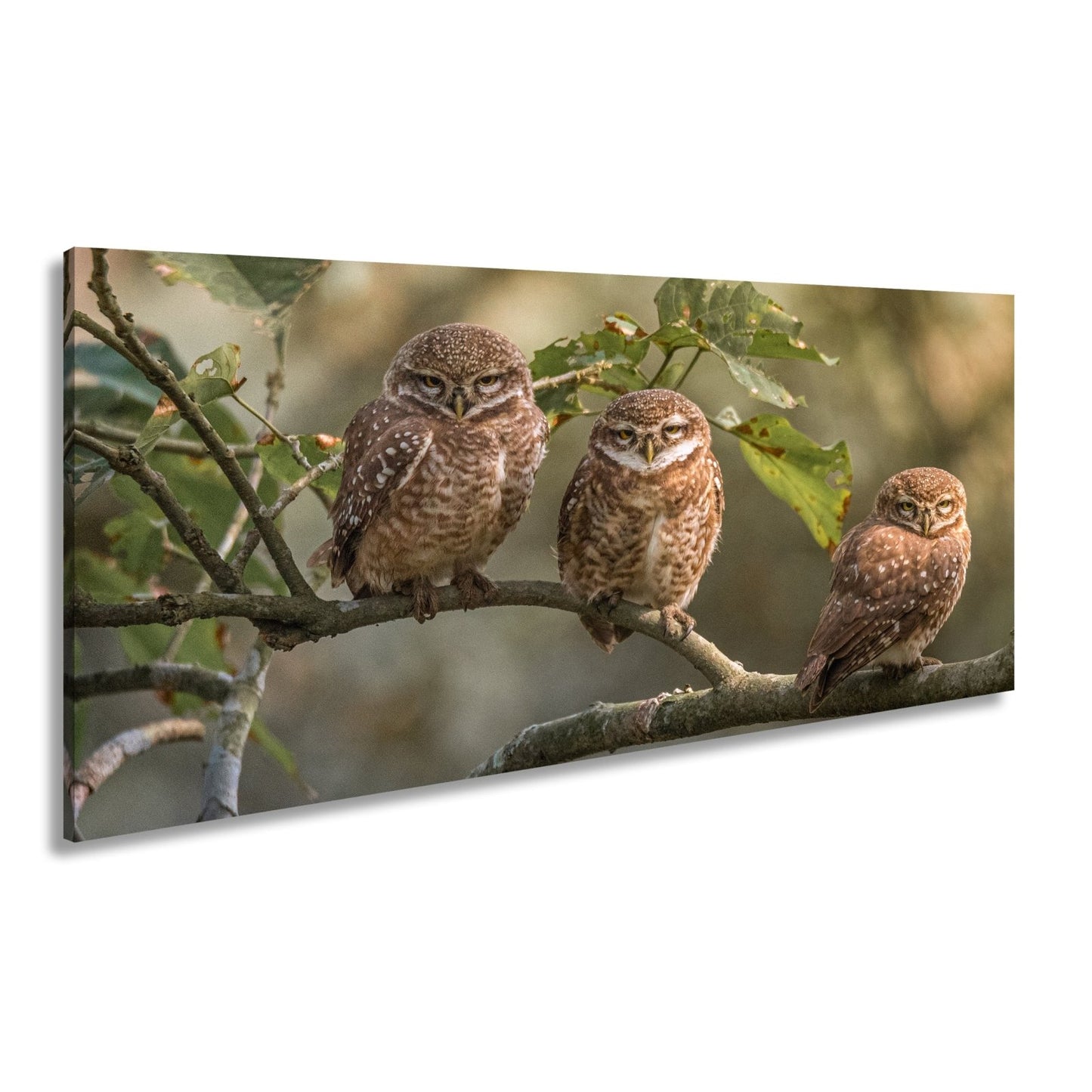 Leinwandbild Drei kleine Wächter – Eulenblick im Morgennebel. - deyoli