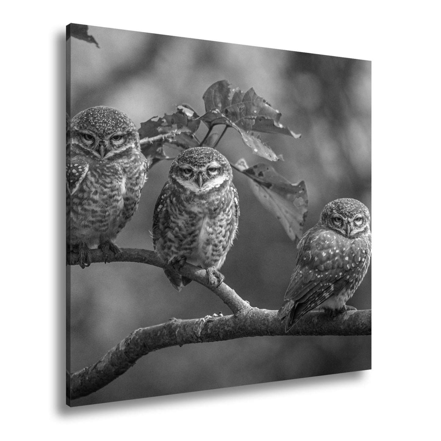 Leinwandbild Drei kleine Wächter – Eulenblick im Morgennebel. - deyoli