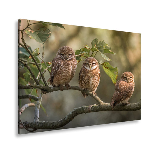Leinwandbild Drei kleine Wächter – Eulenblick im Morgennebel. - deyoli