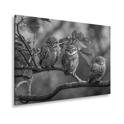Leinwandbild Drei kleine Wächter – Eulenblick im Morgennebel. - deyoli