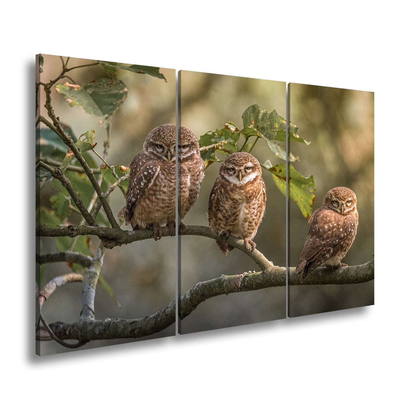 Leinwandbild Drei kleine Wächter – Eulenblick im Morgennebel. - deyoli