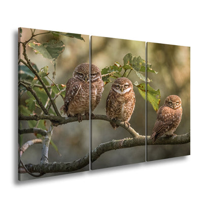 Leinwandbild Drei kleine Wächter – Eulenblick im Morgennebel. - deyoli