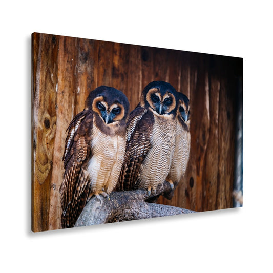 Leinwandbild Dunkle Wächter – drei Eulen, vereint in geheimnisvollem Schweigen. - deyoli