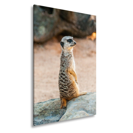 Leinwandbild Ein Erdmännchen – Haltung wie ein kleiner König - deyoli