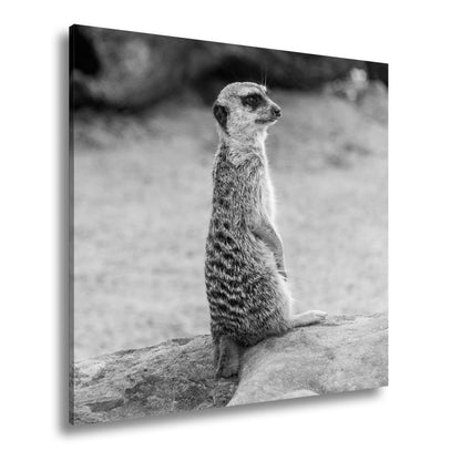 Leinwandbild Ein Erdmännchen – Haltung wie ein kleiner König - deyoli