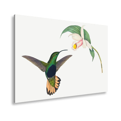 Leinwandbild Ein Kolibri schwebt zum Blütenlicht – pure, lebendige Poesie - deyoli