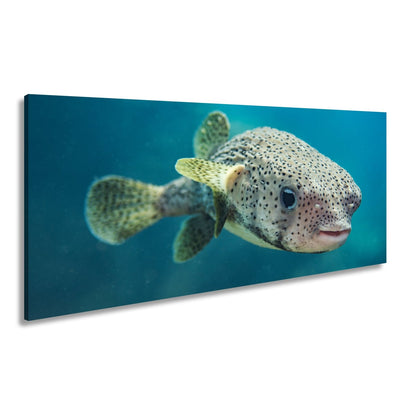 Leinwandbild Ein Kugelfisch blickt neugierig in die Tiefe. - deyoli