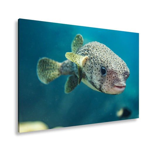 Leinwandbild Ein Kugelfisch blickt neugierig in die Tiefe. - deyoli