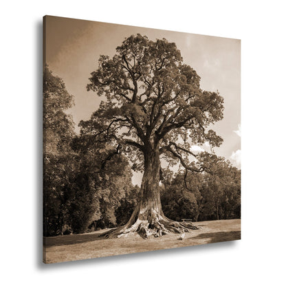 Leinwandbild Ein majestätischer Baum, fest verwurzelt im Licht. - deyoli