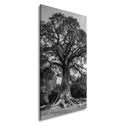 Leinwandbild Ein majestätischer Baum, fest verwurzelt im Licht. - deyoli