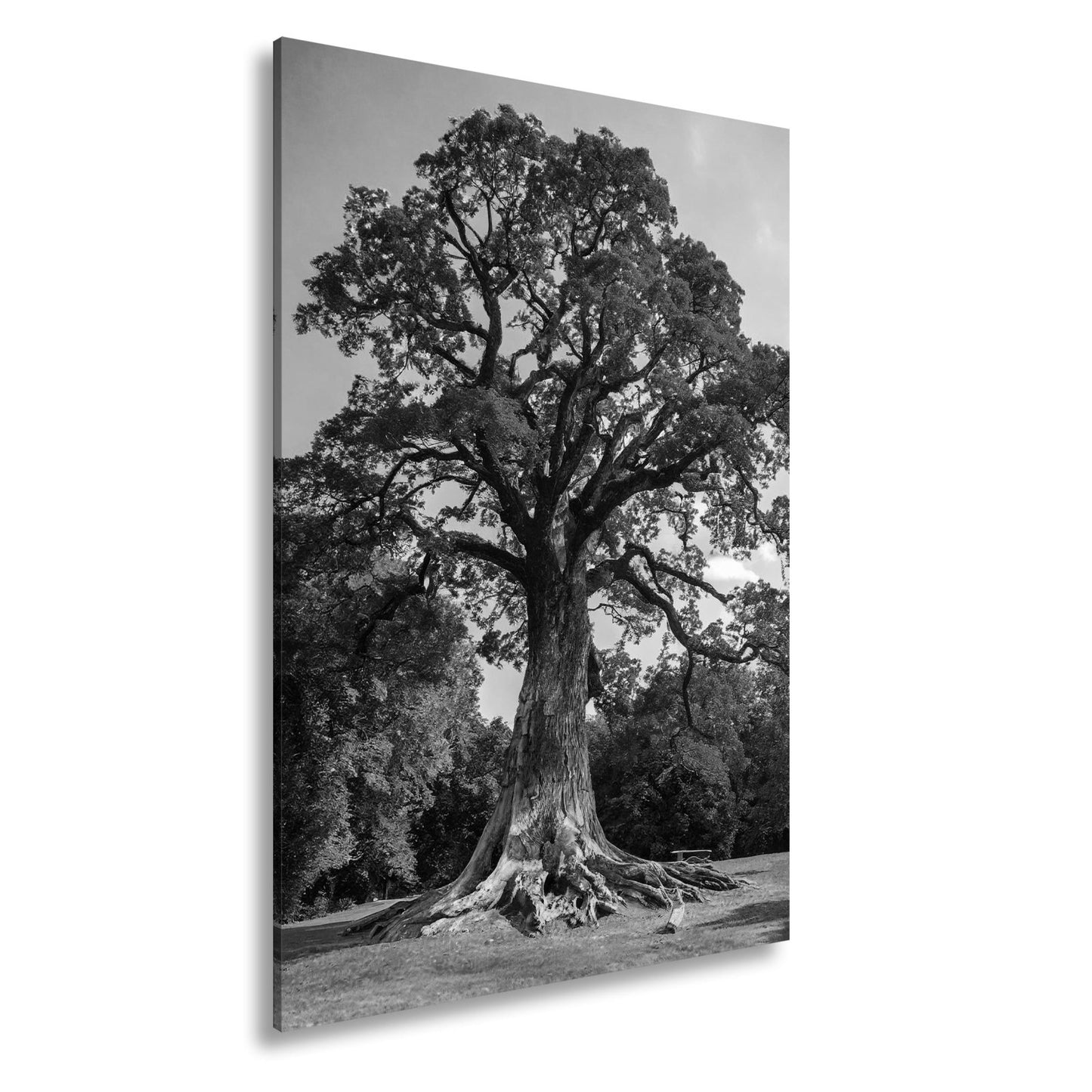 Leinwandbild Ein majestätischer Baum, fest verwurzelt im Licht. - deyoli