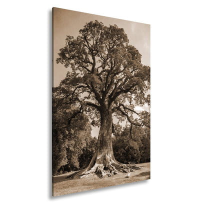 Leinwandbild Ein majestätischer Baum, fest verwurzelt im Licht. - deyoli