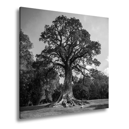 Leinwandbild Ein majestätischer Baum, fest verwurzelt im Licht. - deyoli
