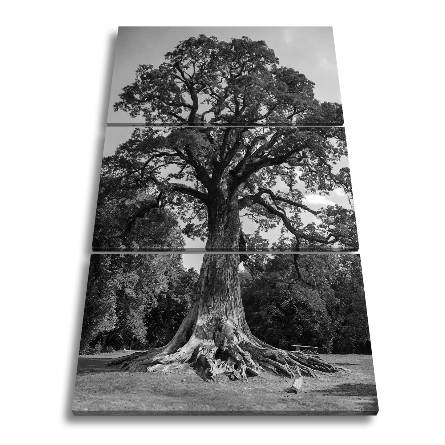 Leinwandbild Ein majestätischer Baum, fest verwurzelt im Licht. - deyoli