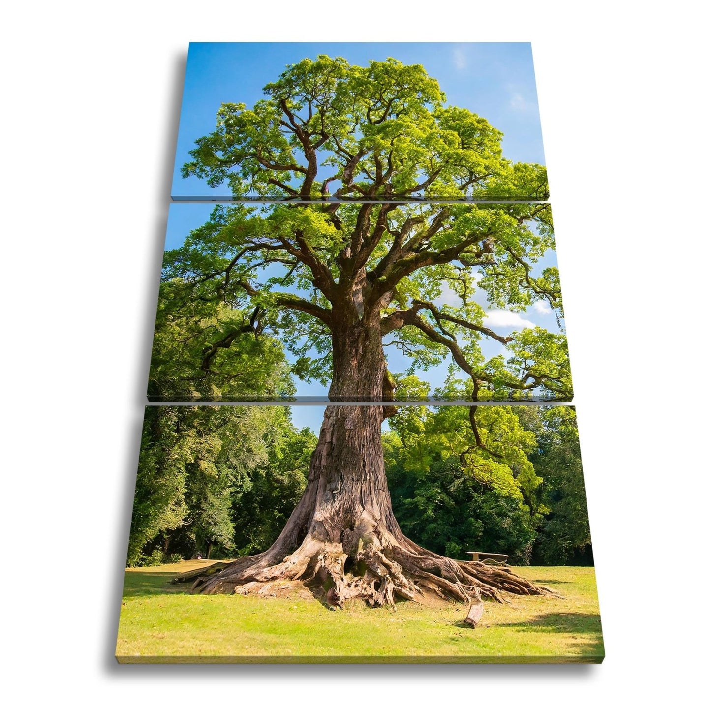Leinwandbild Ein majestätischer Baum, fest verwurzelt im Licht. - deyoli