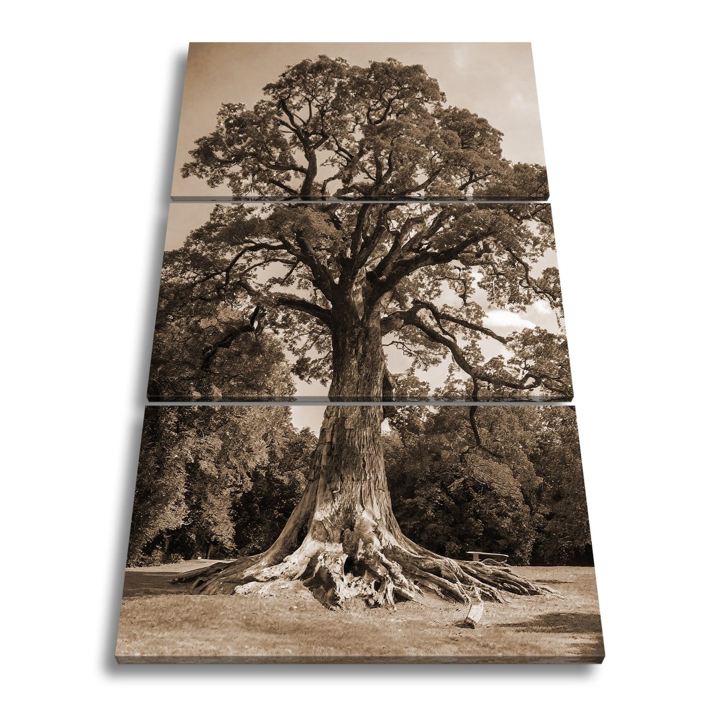 Leinwandbild Ein majestätischer Baum, fest verwurzelt im Licht. - deyoli