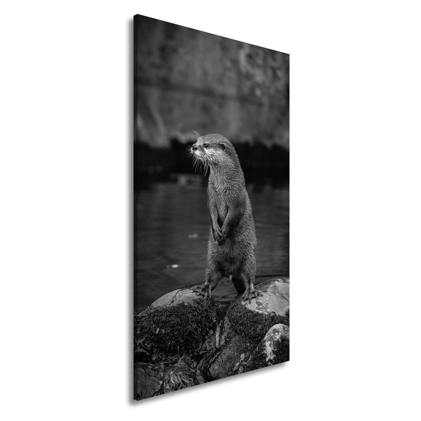 Leinwandbild Ein Otter in Pose – wachsam und voller natürlicher Anmut. - deyoli