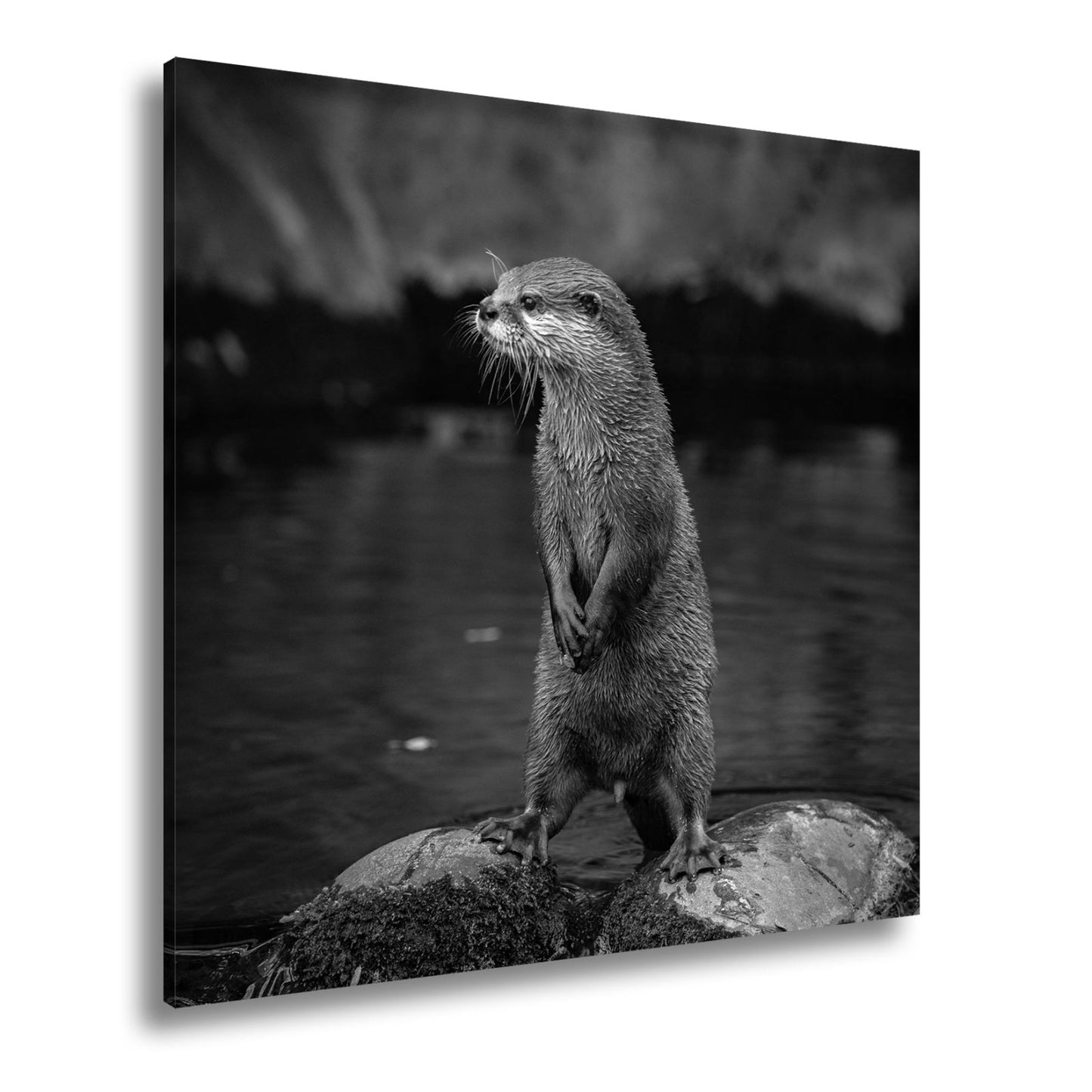 Leinwandbild Ein Otter in Pose – wachsam und voller natürlicher Anmut. - deyoli