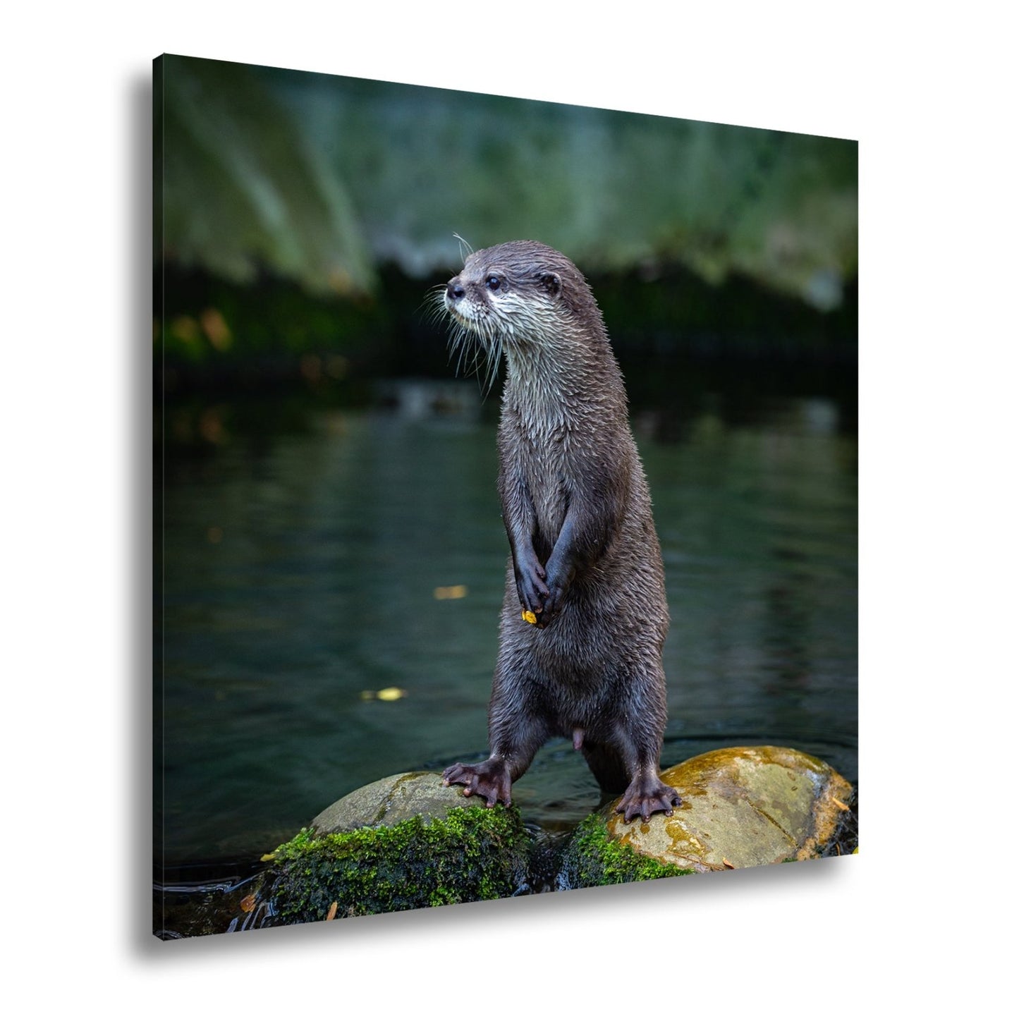 Leinwandbild Ein Otter in Pose – wachsam und voller natürlicher Anmut. - deyoli