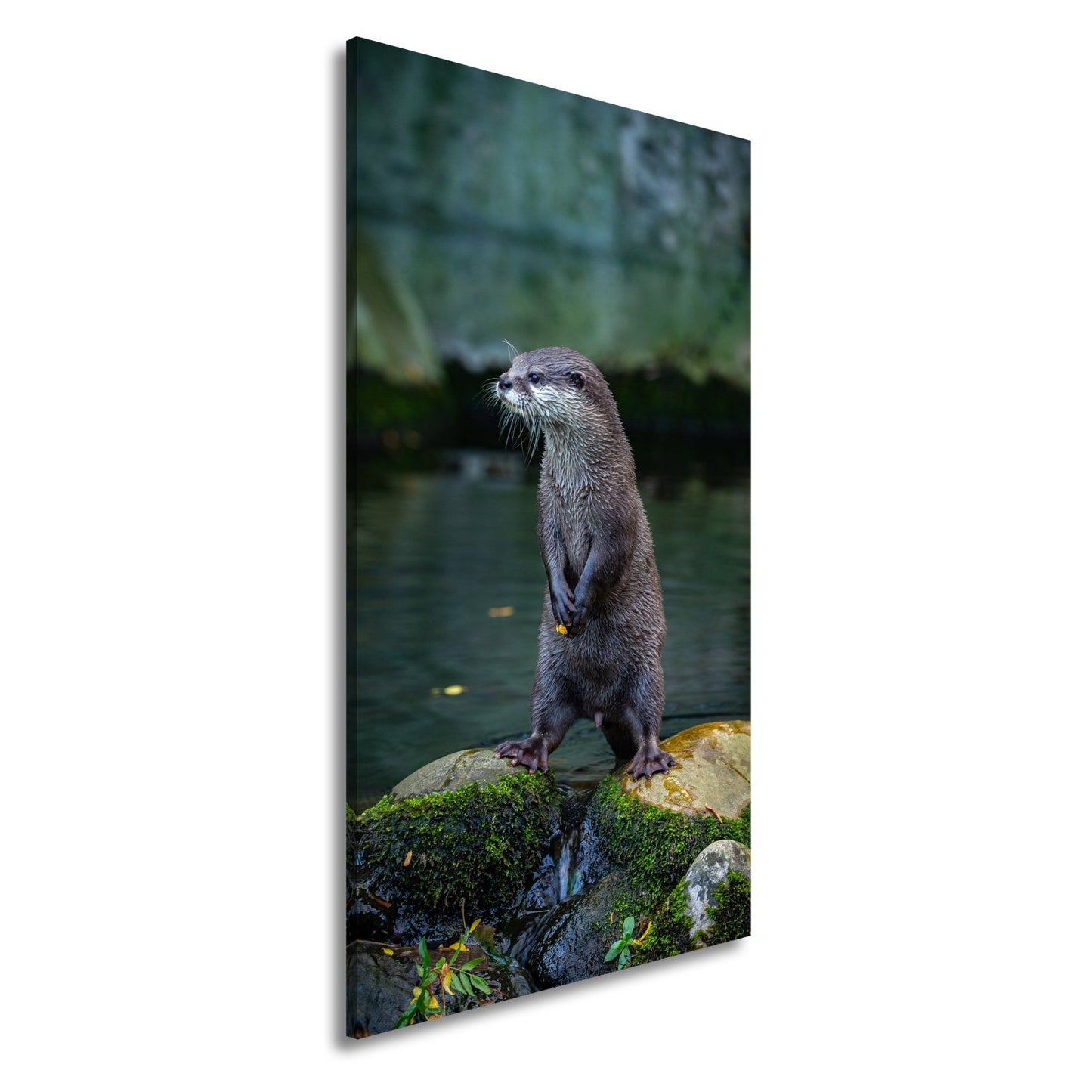Leinwandbild Ein Otter in Pose – wachsam und voller natürlicher Anmut. - deyoli