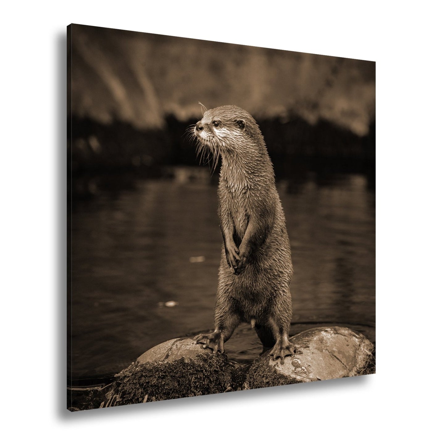 Leinwandbild Ein Otter in Pose – wachsam und voller natürlicher Anmut. - deyoli