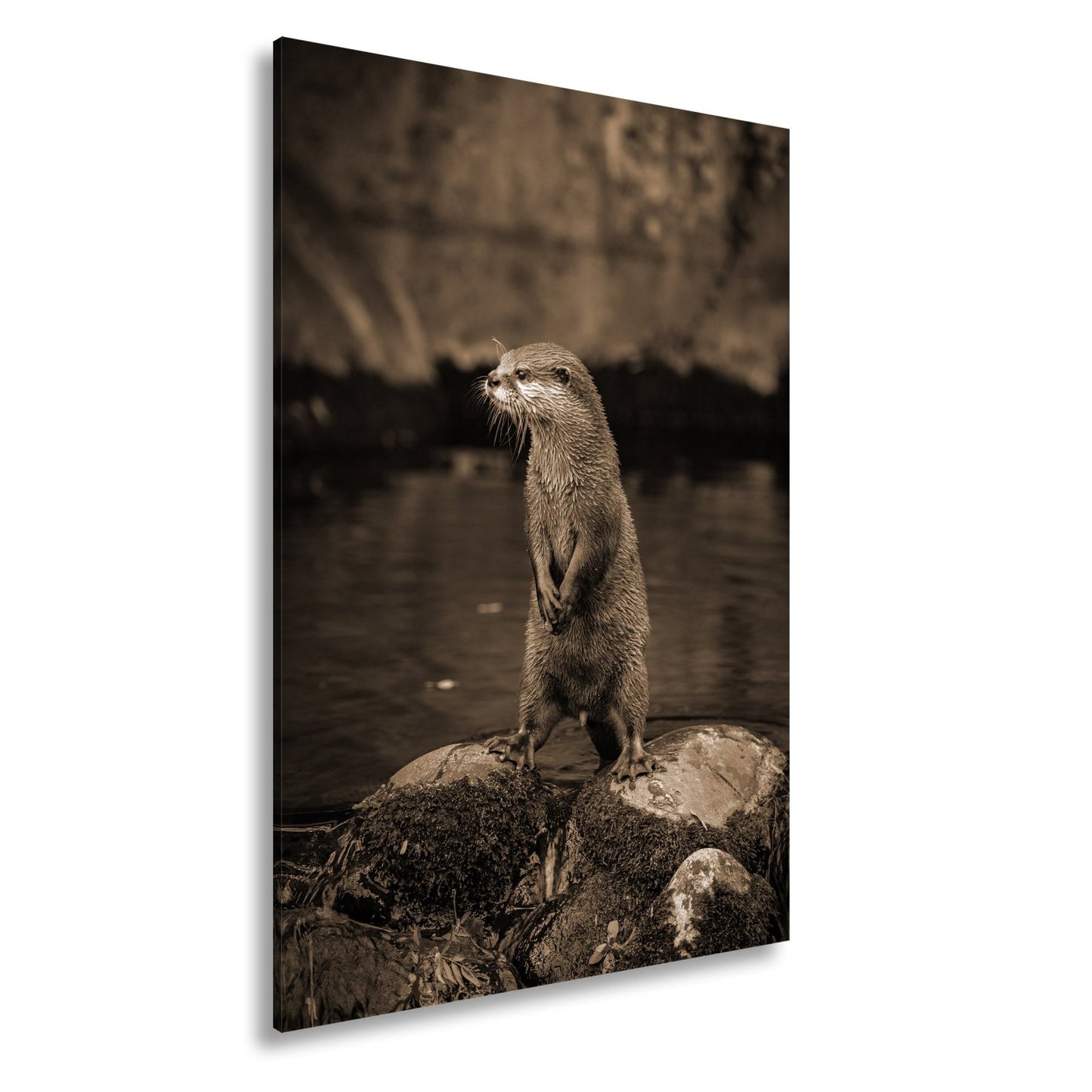 Leinwandbild Ein Otter in Pose – wachsam und voller natürlicher Anmut. - deyoli