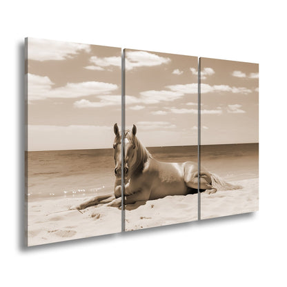 Leinwandbild Ein Pferd ruht am Meer – Gelassenheit in goldener Sonne - deyoli