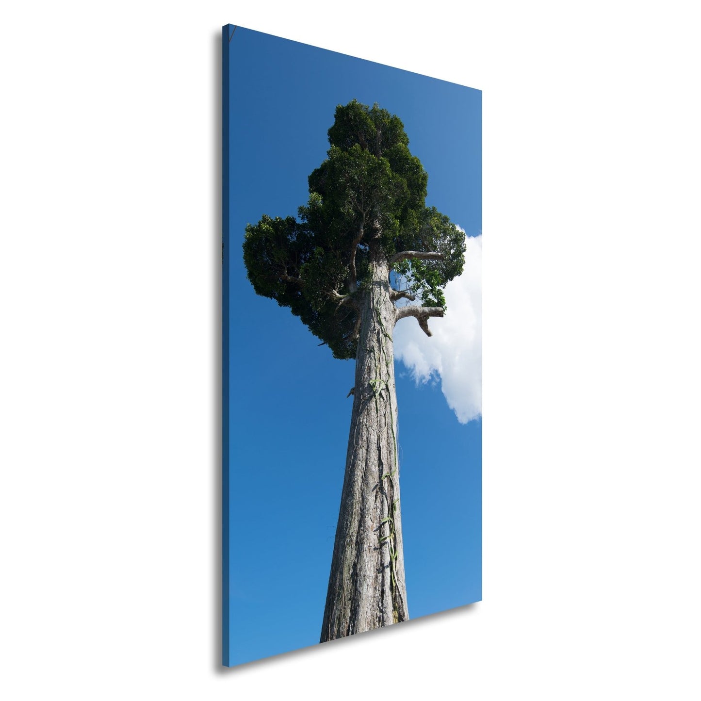 Leinwandbild Ein Riese aus Holz streckt sich in den Himmel. - deyoli