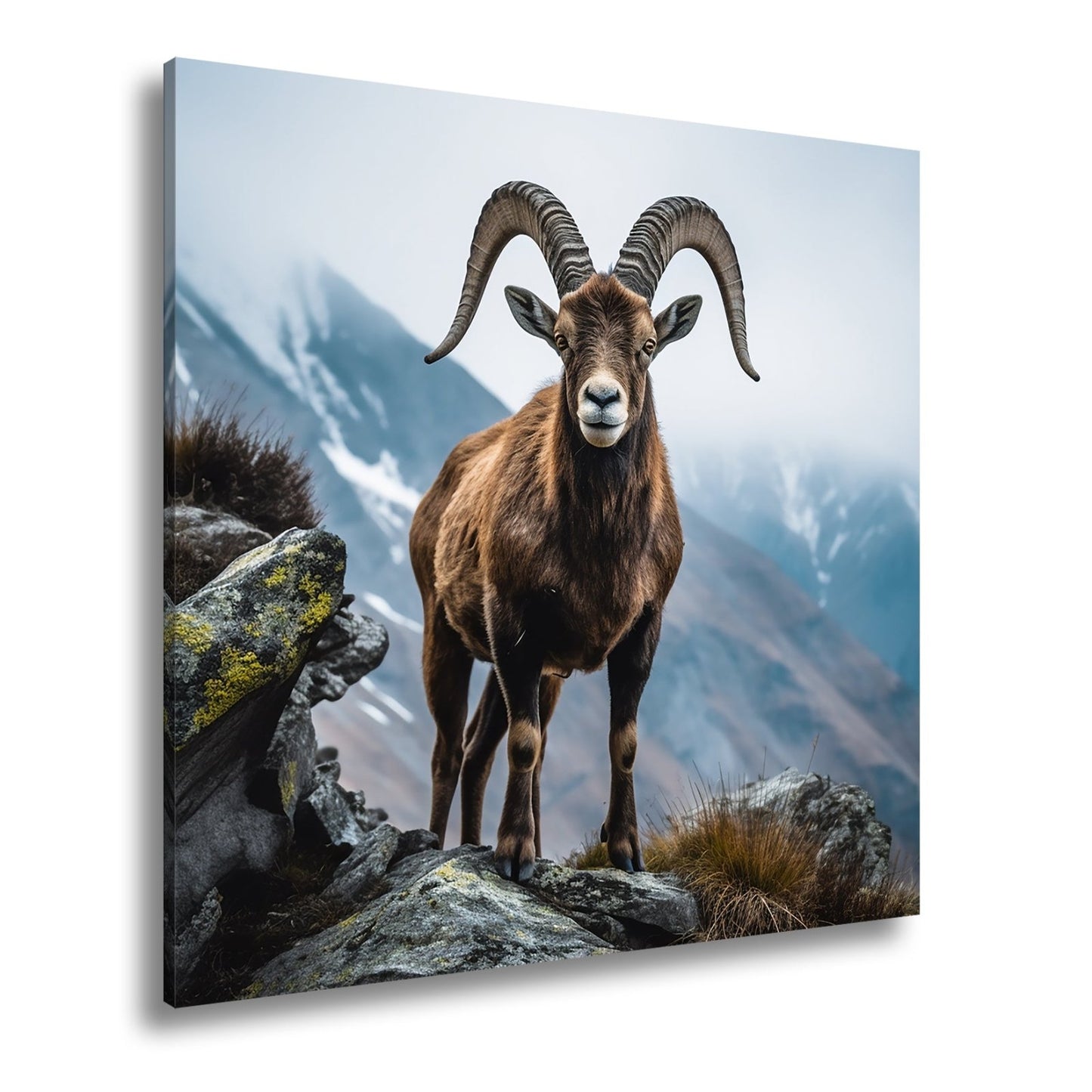 Leinwandbild Ein stolzer Steinbock vor majestätischer Bergkulisse. - deyoli