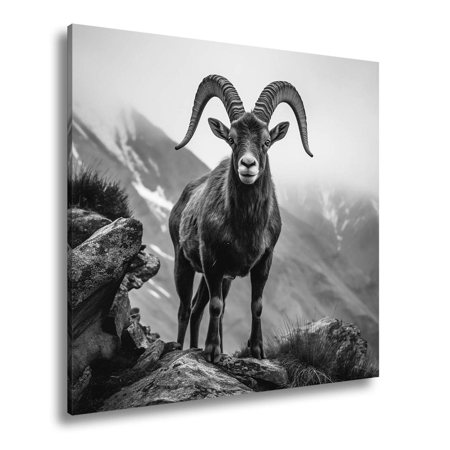 Leinwandbild Ein stolzer Steinbock vor majestätischer Bergkulisse. - deyoli