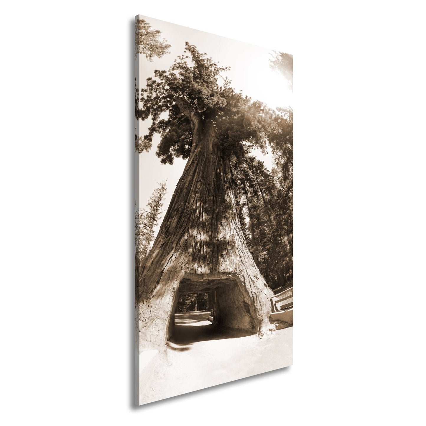 Leinwandbild Ein Tor im Baum – Natur wird zur Passage. - deyoli