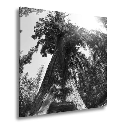 Leinwandbild Ein Tor im Baum – Natur wird zur Passage. - deyoli