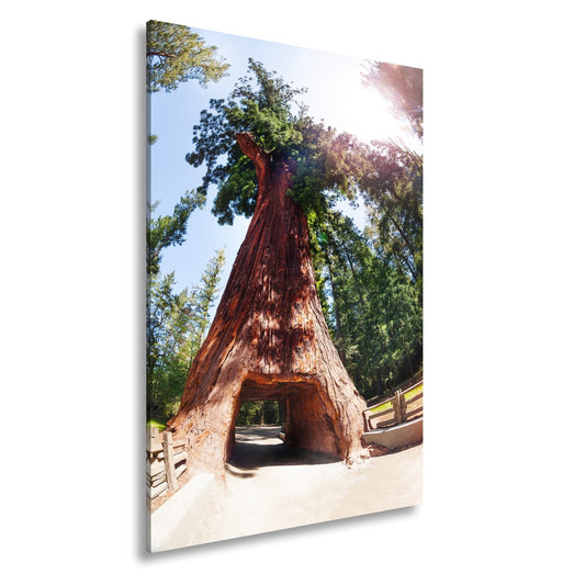 Leinwandbild Ein Tor im Baum – Natur wird zur Passage. - deyoli
