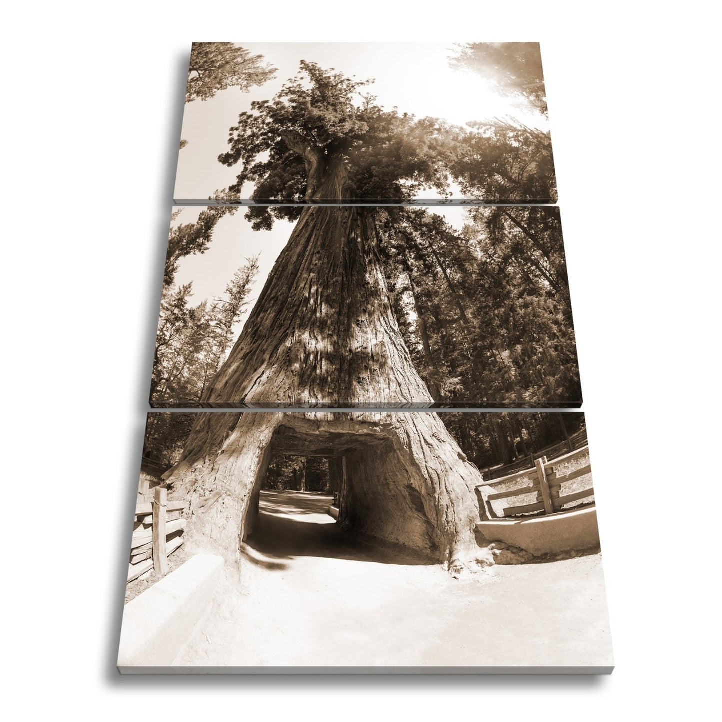 Leinwandbild Ein Tor im Baum – Natur wird zur Passage. - deyoli