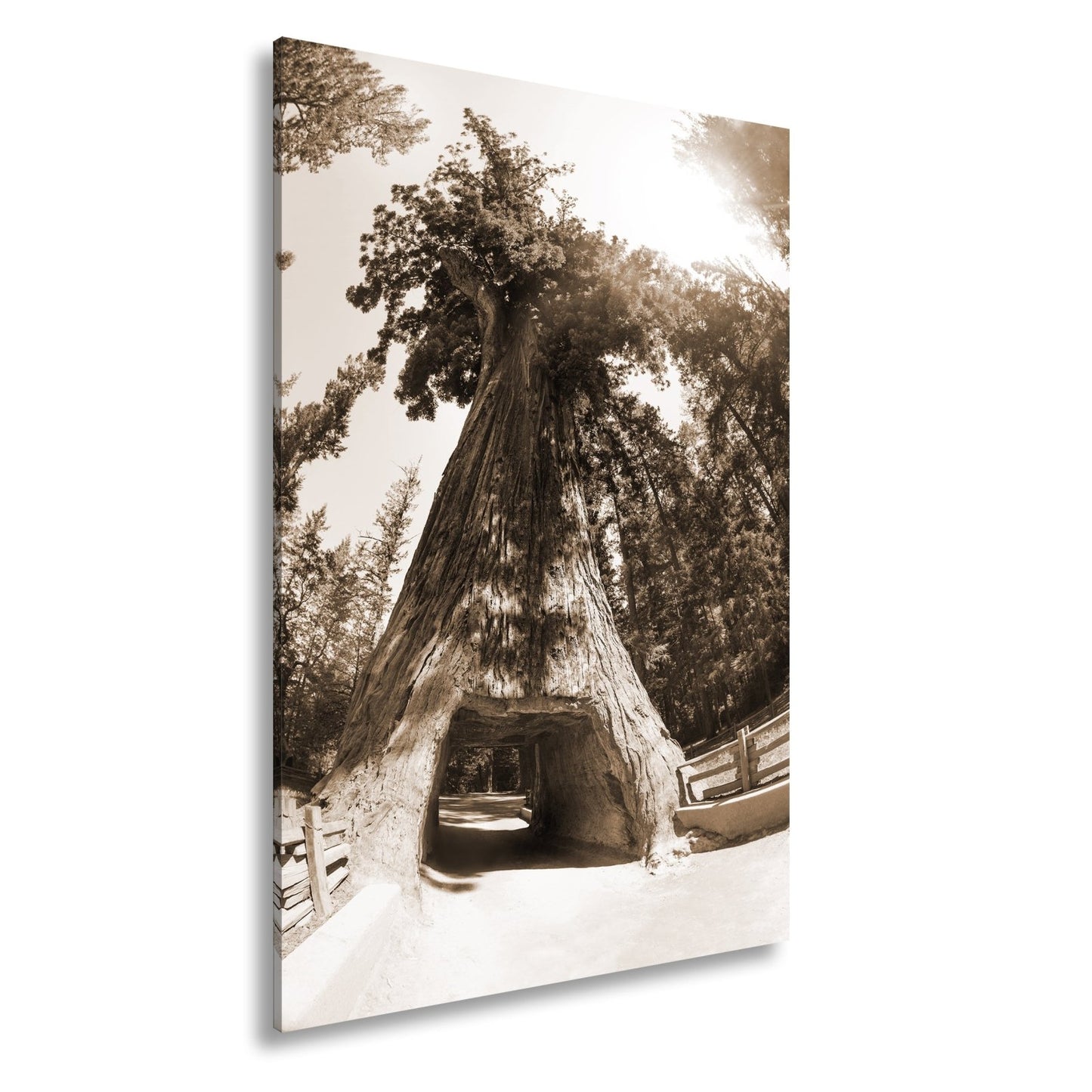 Leinwandbild Ein Tor im Baum – Natur wird zur Passage. - deyoli