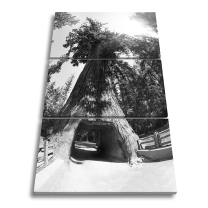 Leinwandbild Ein Tor im Baum – Natur wird zur Passage. - deyoli