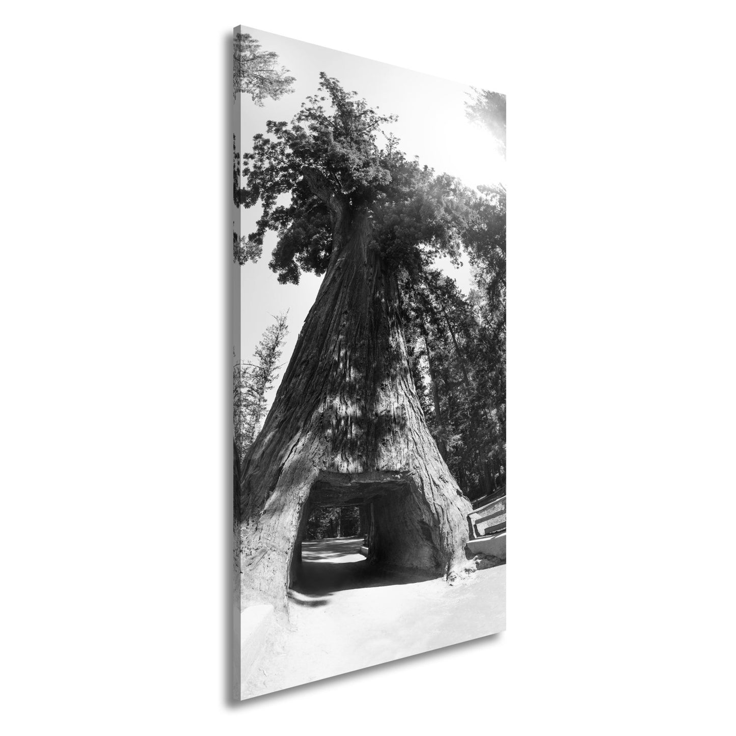 Leinwandbild Ein Tor im Baum – Natur wird zur Passage. - deyoli