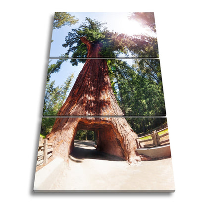 Leinwandbild Ein Tor im Baum – Natur wird zur Passage. - deyoli