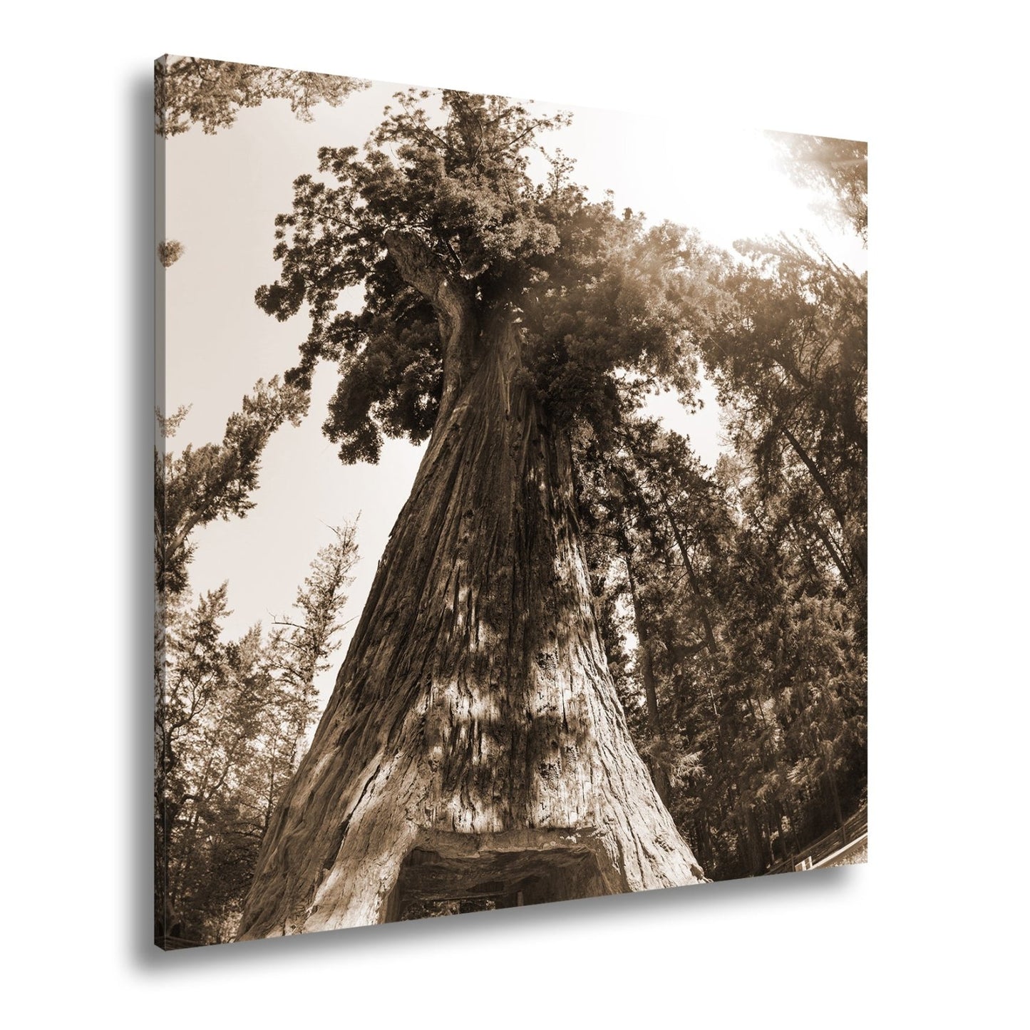 Leinwandbild Ein Tor im Baum – Natur wird zur Passage. - deyoli