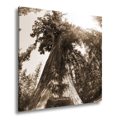 Leinwandbild Ein Tor im Baum – Natur wird zur Passage. - deyoli