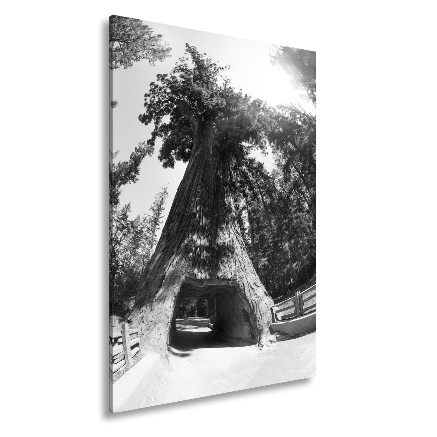 Leinwandbild Ein Tor im Baum – Natur wird zur Passage. - deyoli