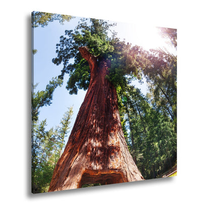 Leinwandbild Ein Tor im Baum – Natur wird zur Passage. - deyoli