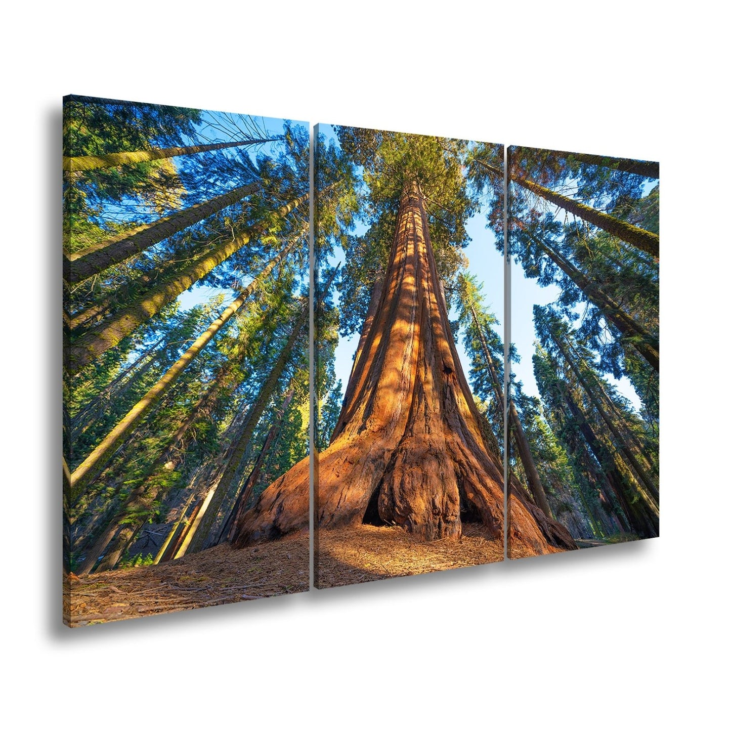 Leinwandbild Ein Waldgigant im Lichtspiel des Morgens. - deyoli