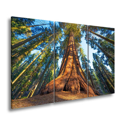 Leinwandbild Ein Waldgigant im Lichtspiel des Morgens. - deyoli